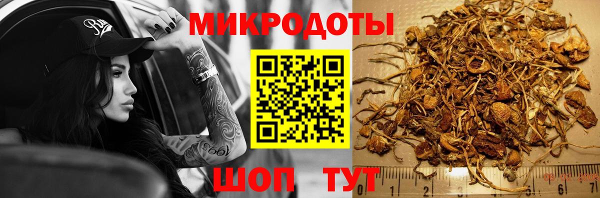 Галлюциногенные грибы Psilocybe Алейск